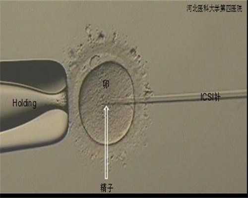 囊胚为什么只能移植一个