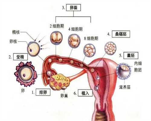 上海代孕操作流程代孕妇喝茶注意事项